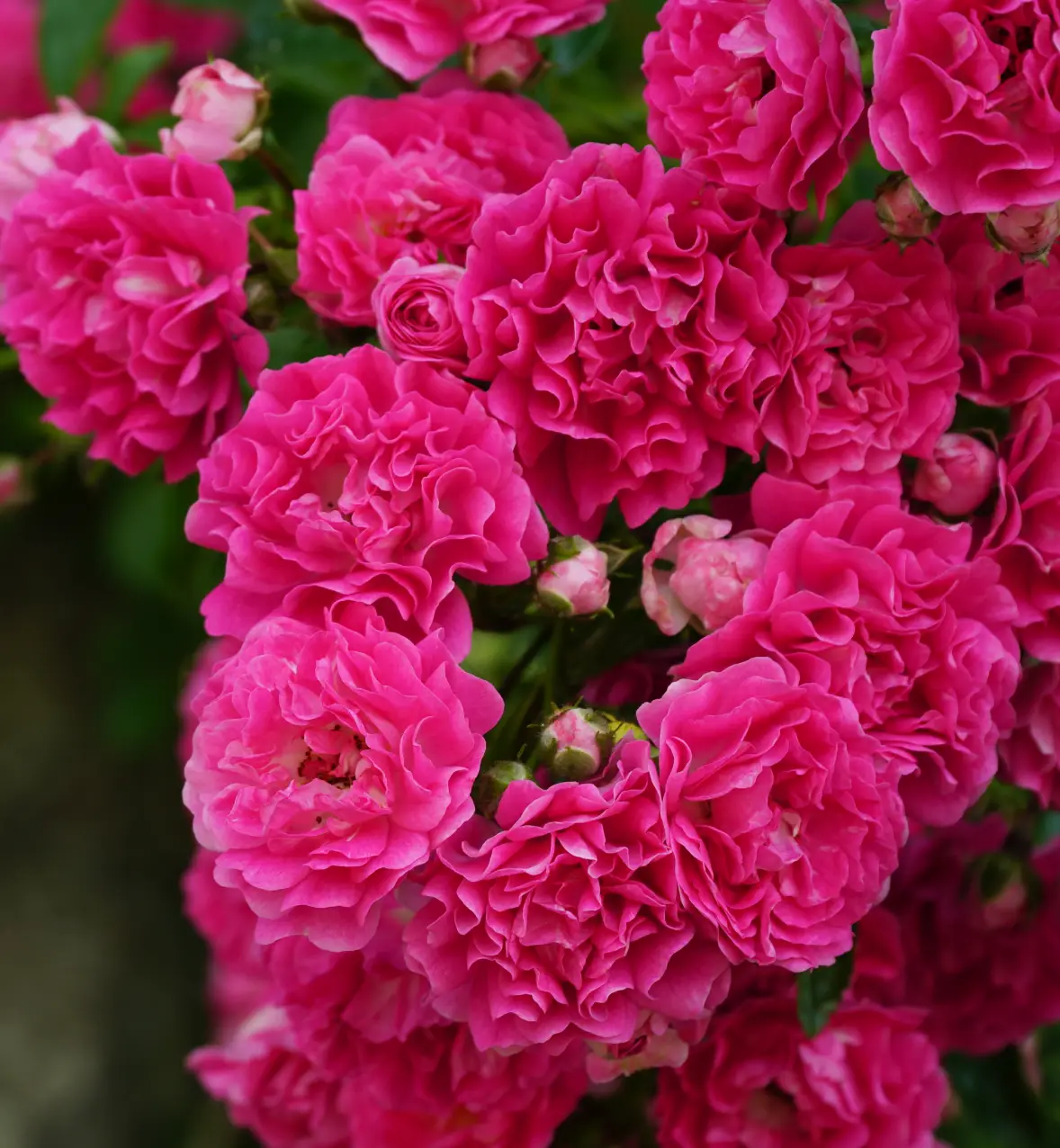 Un écrin de parfums et de couleurs